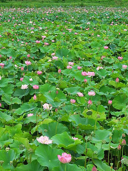 Jinshan k5.JPG Jinshan k5.JPG