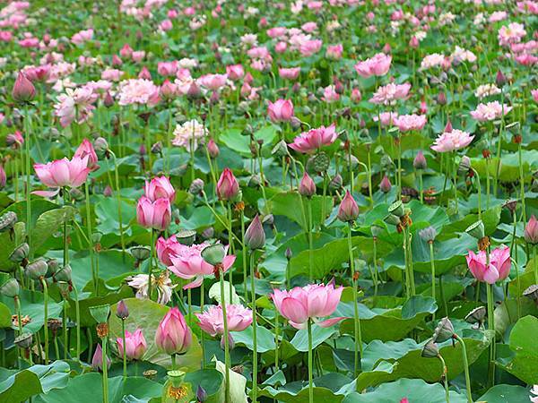 Jinshan k1.JPG Jinshan k1.JPG