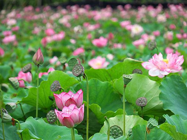 Jinshan k4.JPG Jinshan k4.JPG