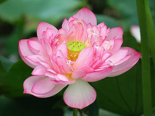 Jinshan l2.JPG Jinshan l2.JPG