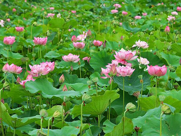 Jinshan k7.JPG Jinshan k7.JPG