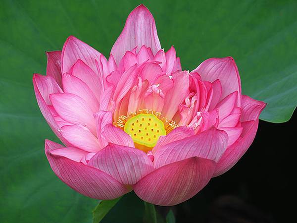 Jinshan l1.JPG Jinshan l1.JPG