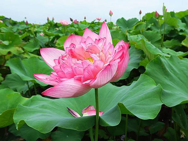 Jinshan l4.JPG Jinshan l4.JPG