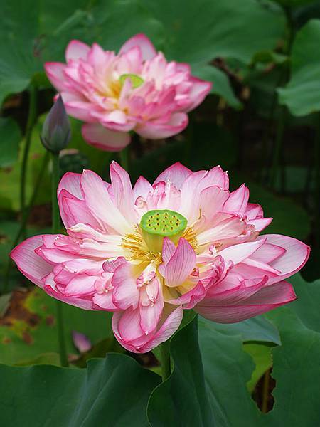 Jinshan l3.JPG Jinshan l3.JPG