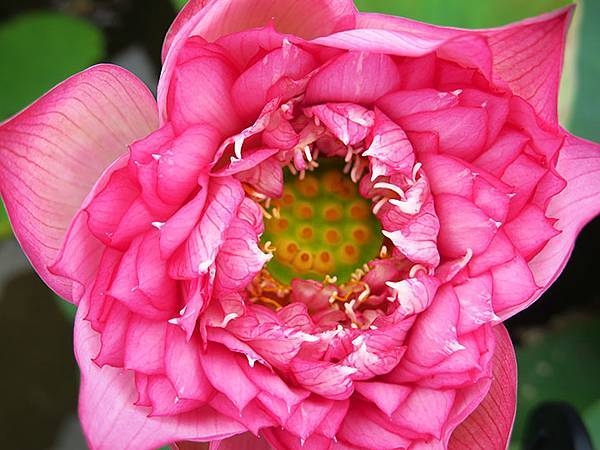 Jinshan l5.JPG Jinshan l5.JPG