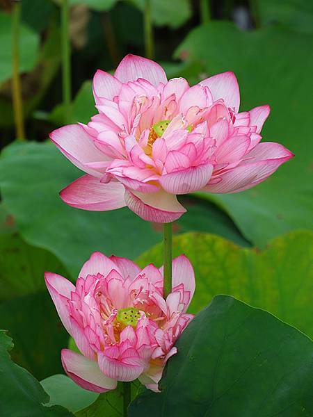 Jinshan l9.JPG Jinshan l9.JPG