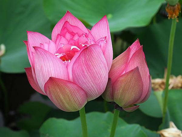 Jinshan l8.JPG Jinshan l8.JPG