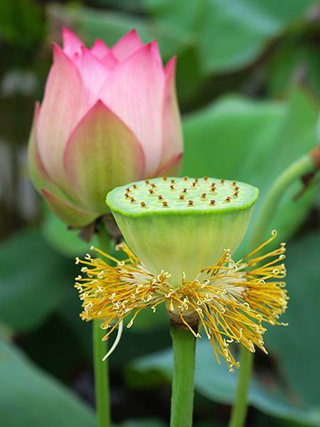 Jinshan l6.JPG Jinshan l6.JPG