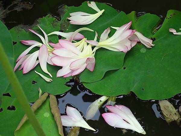 Jinshan m4.JPG Jinshan m4.JPG