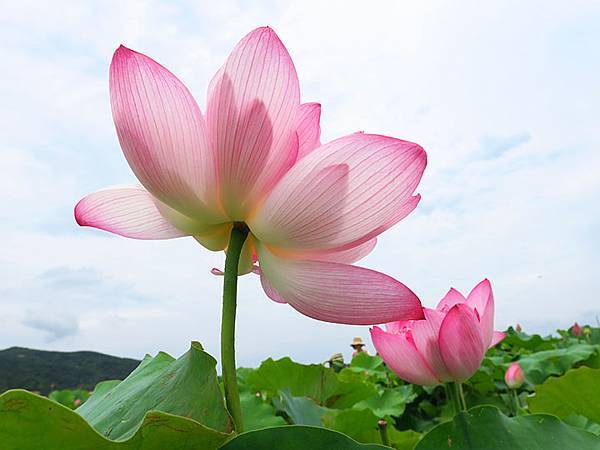 Jinshan m2.JPG Jinshan m2.JPG