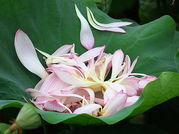 Jinshan m3.JPG Jinshan m3.JPG