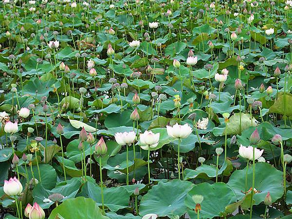 Jinshan n1.JPG Jinshan n1.JPG