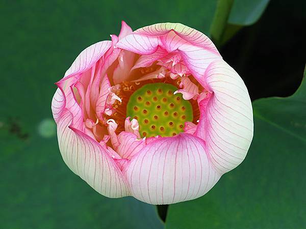 Jinshan n2.JPG Jinshan n2.JPG