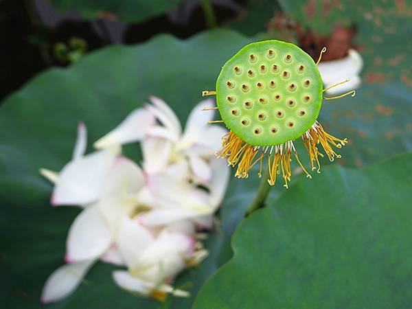 Jinshan n4.JPG Jinshan n4.JPG