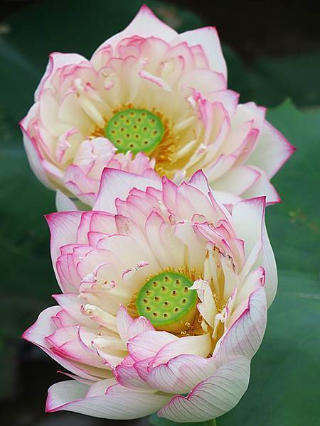 Jinshan n3.JPG Jinshan n3.JPG