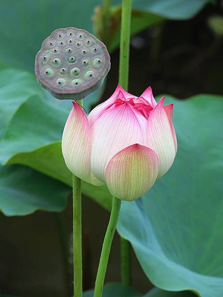 Jinshan n5.JPG Jinshan n5.JPG