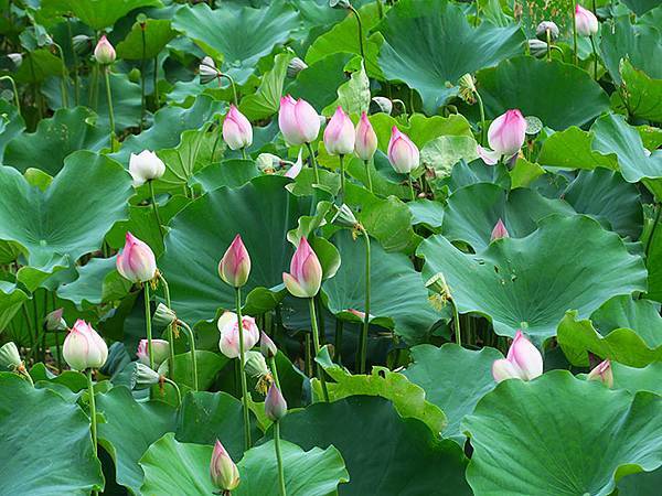 Jinshan o7.JPG Jinshan o7.JPG