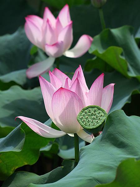 Jinshan o8.JPG Jinshan o8.JPG