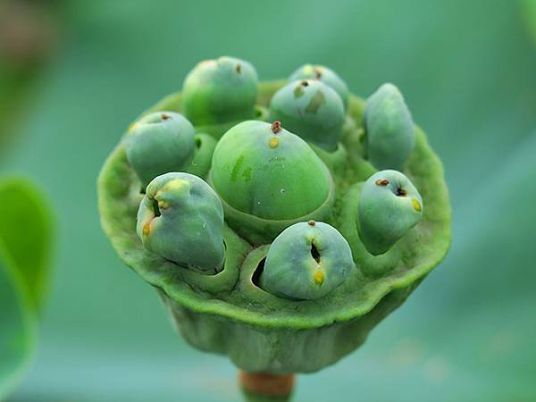 Jinshan m7.JPG Jinshan m7.JPG