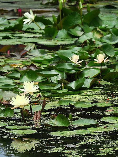 Water Lily a5.JPG