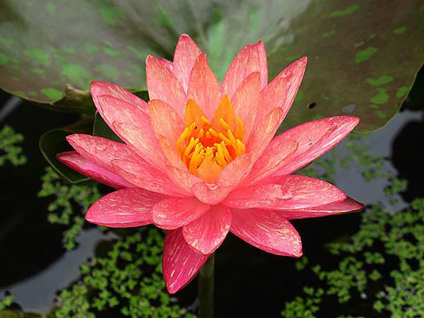 Water Lily b2.JPG