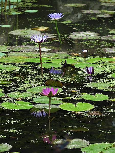 Water Lily a7.JPG