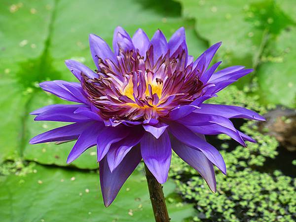 Water Lily b1.JPG