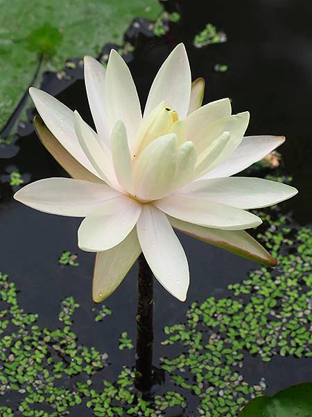 Water Lily b3.JPG