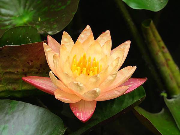 Water Lily b6.JPG