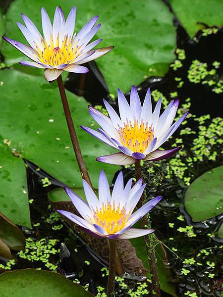 Water Lily b7.JPG