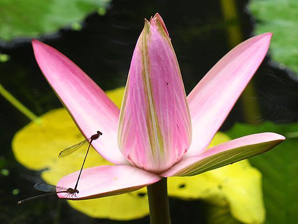 Water Lily b8.JPG