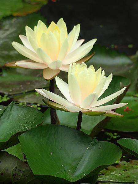 Water Lily b9.JPG