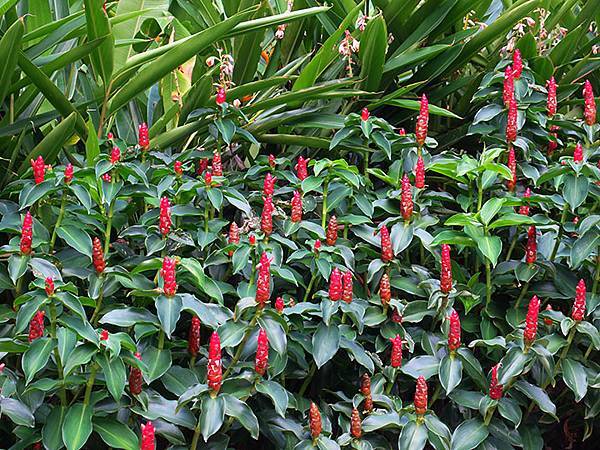 Botanical f2.JPG Botanical f2.JPG