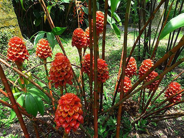 Botanical f1.JPG Botanical f1.JPG