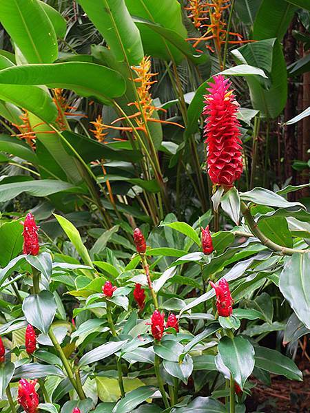 Botanical f3.JPG Botanical f3.JPG