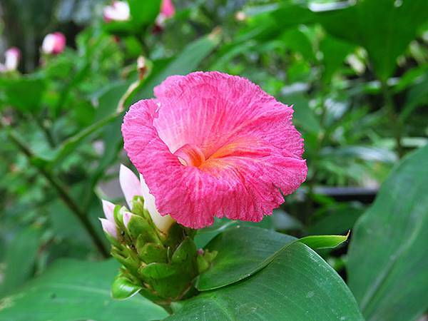 Botanical f5.JPG Botanical f5.JPG