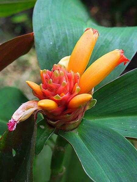 Botanical f4.JPG Botanical f4.JPG