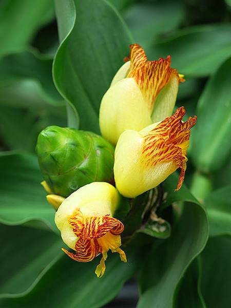 Botanical f6.JPG Botanical f6.JPG