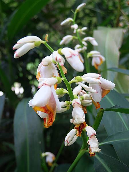 Botanical f9.JPG Botanical f9.JPG