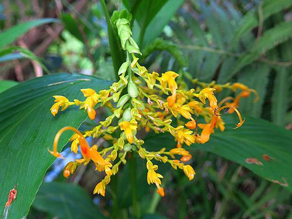 Botanical f8.JPG Botanical f8.JPG