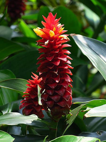 Botanical f7.JPG Botanical f7.JPG