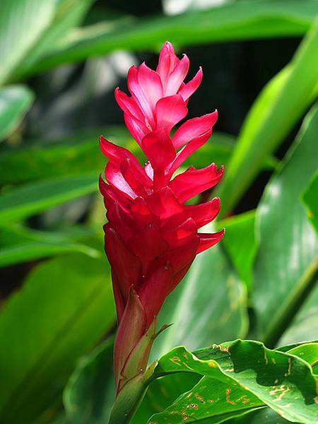 Botanical f10.JPG Botanical f10.JPG