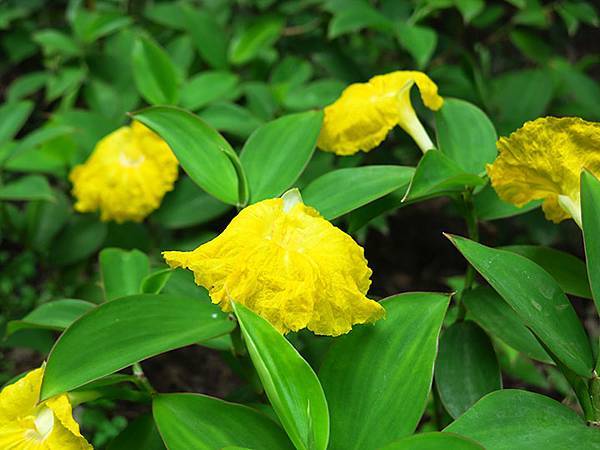 Botanical g4.JPG Botanical g4.JPG