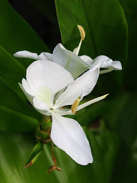 Botanical g2.JPG Botanical g2.JPG