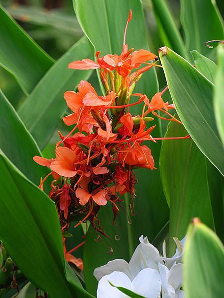 Botanical g3.JPG Botanical g3.JPG