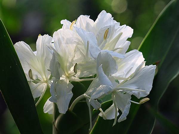 Botanical g1.JPG Botanical g1.JPG