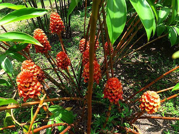 Botanical h3.JPG Botanical h3.JPG