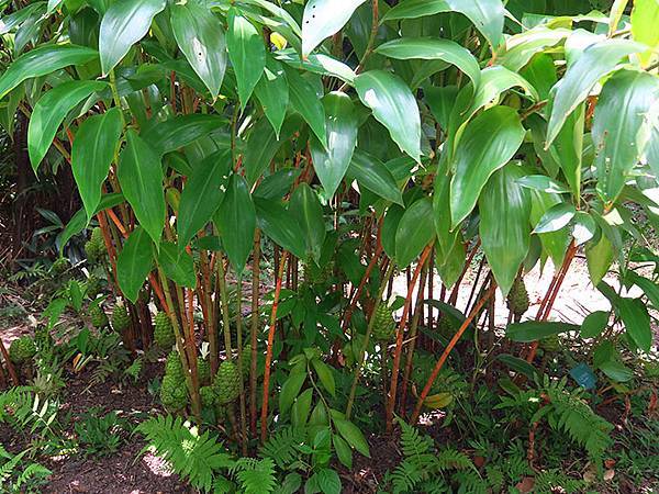 Botanical h1.JPG Botanical h1.JPG