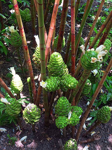 Botanical h2.JPG Botanical h2.JPG