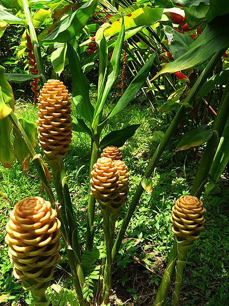 Botanical h5.JPG Botanical h5.JPG